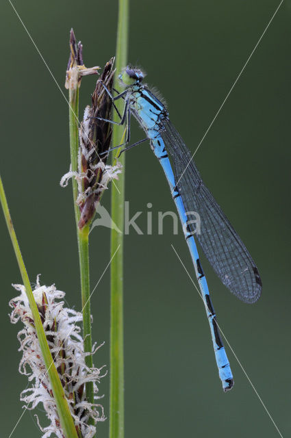 Northern Damselfly (Coenagrion hastulatum)