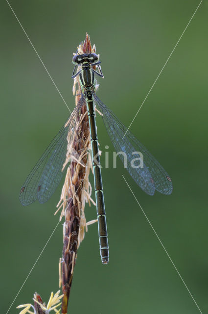 Northern Damselfly (Coenagrion hastulatum)