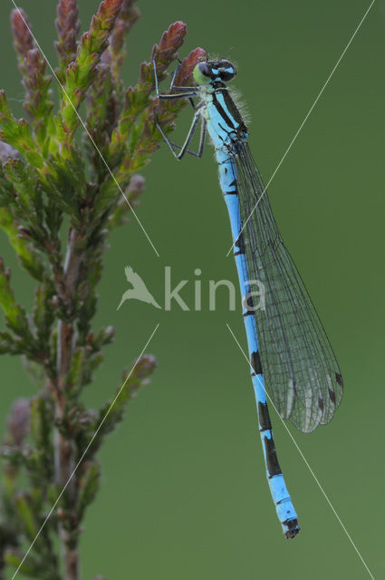 Northern Damselfly (Coenagrion hastulatum)
