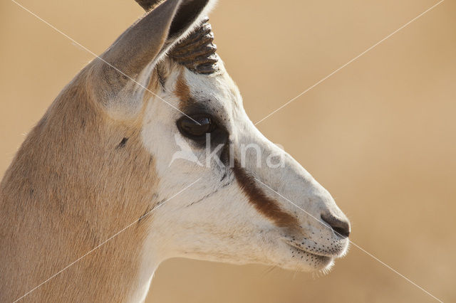 Springbok (Antidorcas marsupialis)