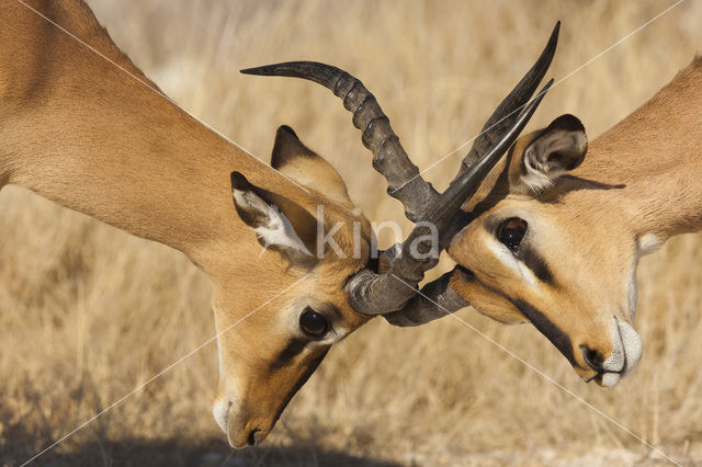 Springbok (Antidorcas marsupialis)