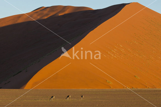 Springbok (Antidorcas marsupialis)