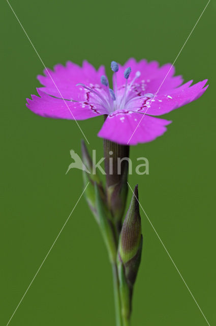 Maiden Pink (Dianthus deltoides)