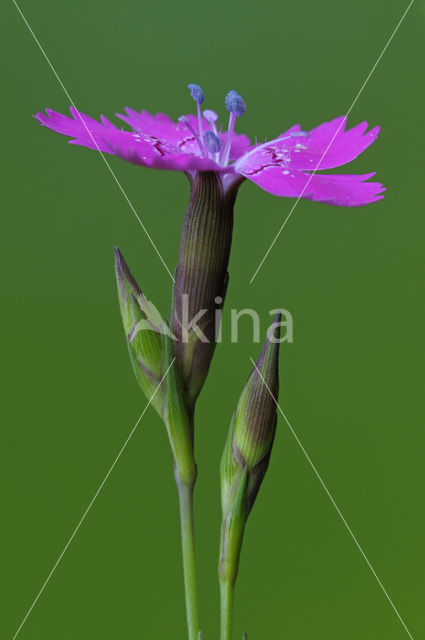 Maiden Pink (Dianthus deltoides)