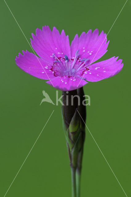 Maiden Pink (Dianthus deltoides)