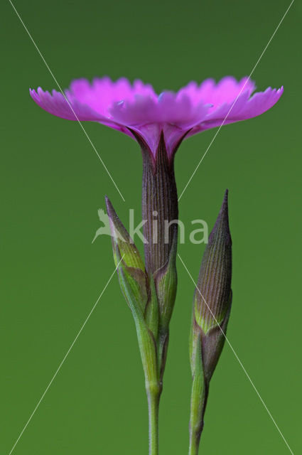 Maiden Pink (Dianthus deltoides)