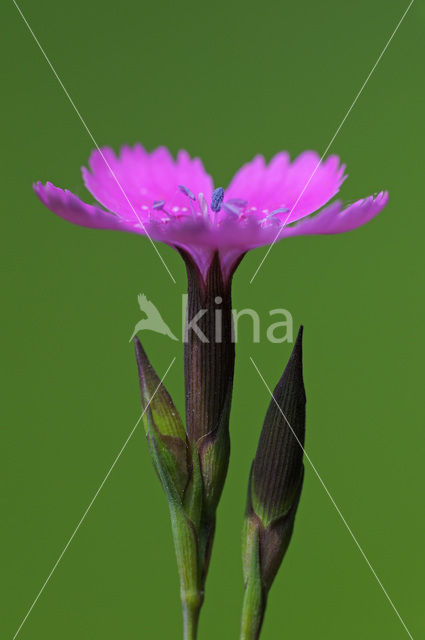 Maiden Pink (Dianthus deltoides)