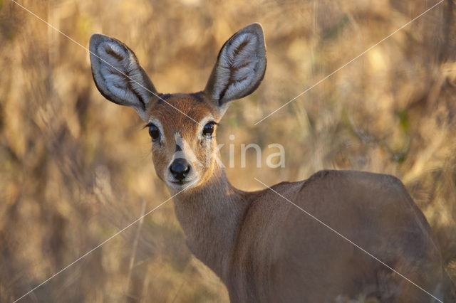 Steenbok (Capra ibex)