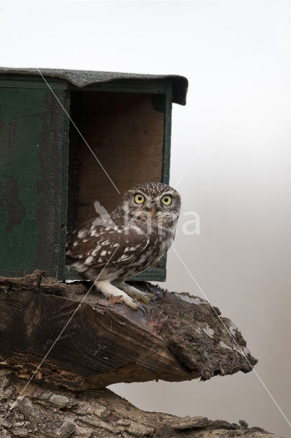 Little Owl (Athene noctua)