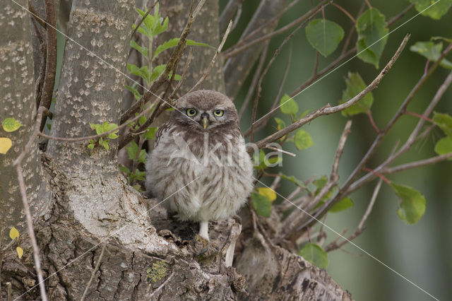 Little Owl (Athene noctua)