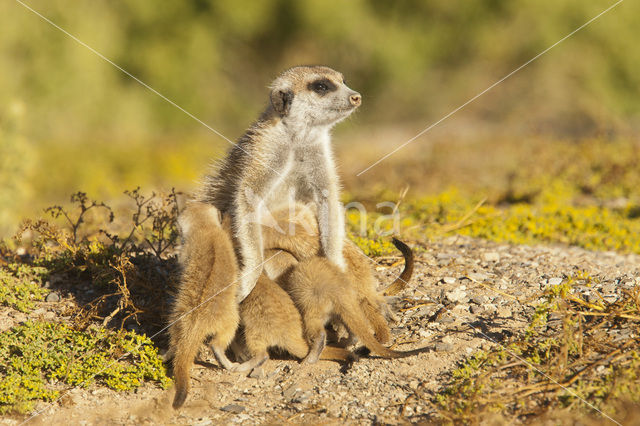 Slender-tailed meerkat (Suricata suricata)