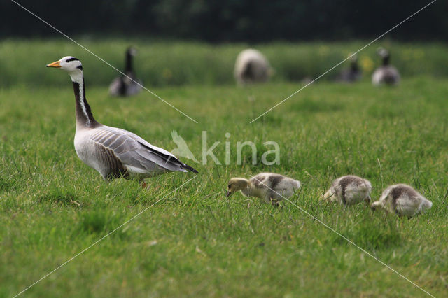 Bar-headed Goose (Anser indicus)