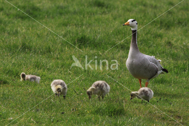 Bar-headed Goose (Anser indicus)