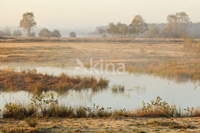 Stroese heide