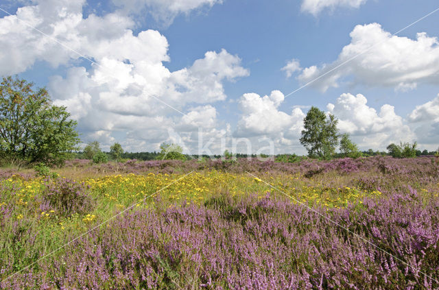 Struikheide