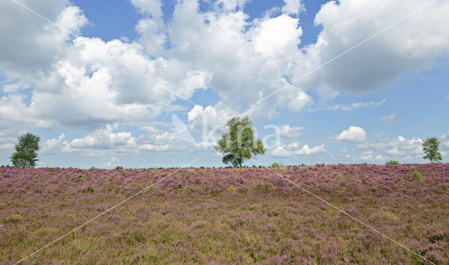 Struikheide