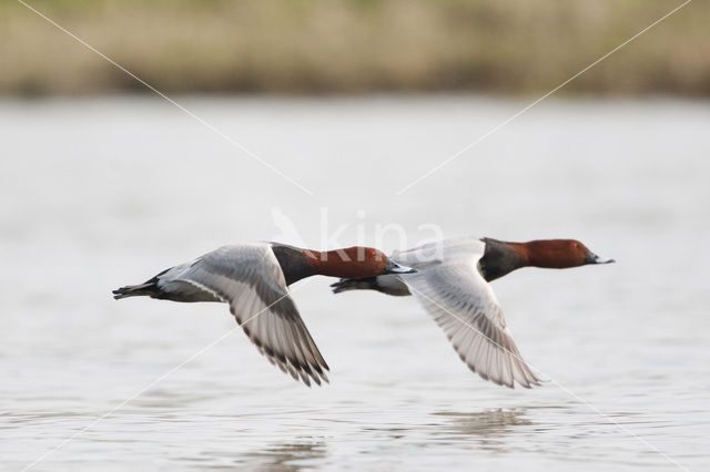 Pochard (Aythya ferina)