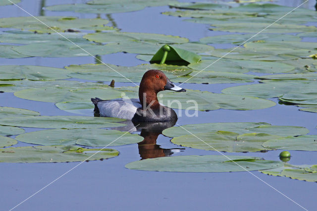 Pochard (Aythya ferina)