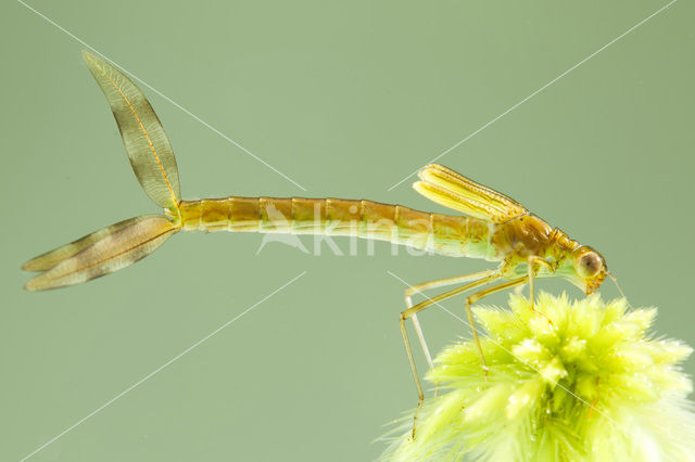 Scarce Emerald Damselfly (Lestes dryas)