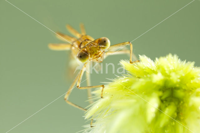 Scarce Emerald Damselfly (Lestes dryas)
