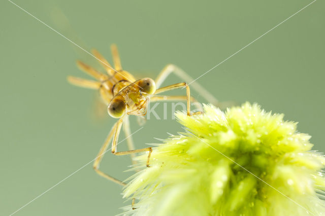 Scarce Emerald Damselfly (Lestes dryas)