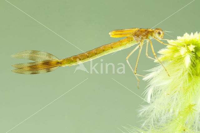 Scarce Emerald Damselfly (Lestes dryas)