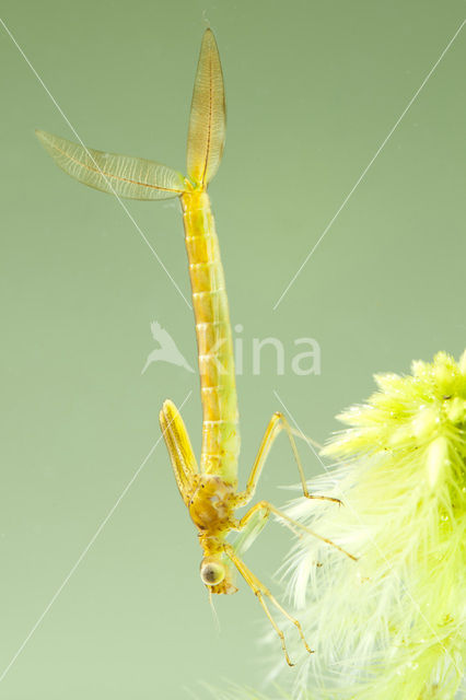 Scarce Emerald Damselfly (Lestes dryas)