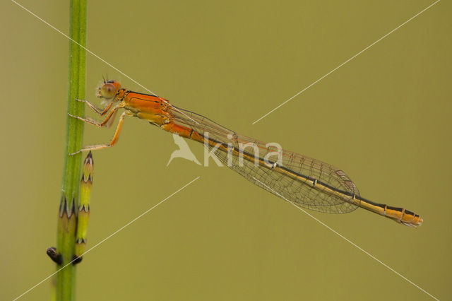 Tengere grasjuffer (Ischnura pumilio)