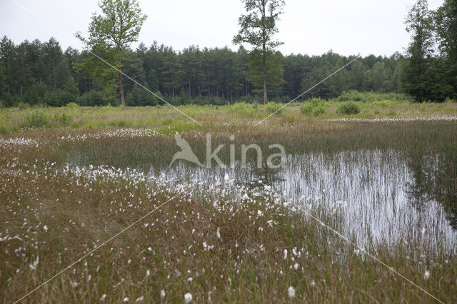 Tengere pantserjuffer (Lestes virens)