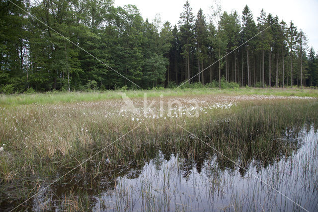 Tengere pantserjuffer (Lestes virens)