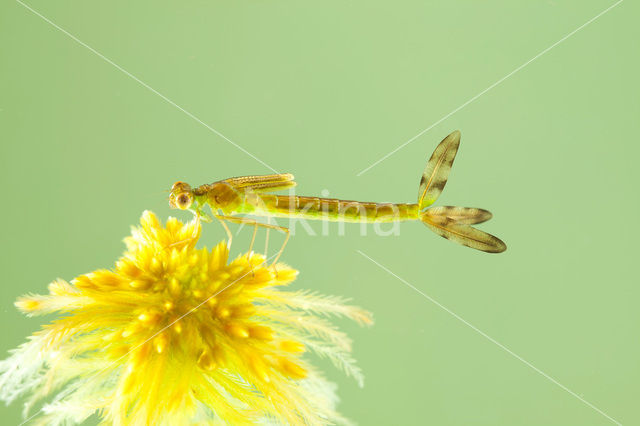 Tengere pantserjuffer (Lestes virens)