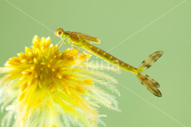 Tengere pantserjuffer (Lestes virens)