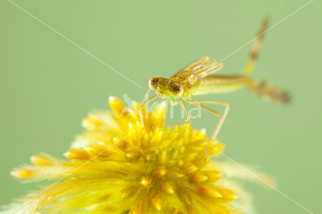 Tengere pantserjuffer (Lestes virens)