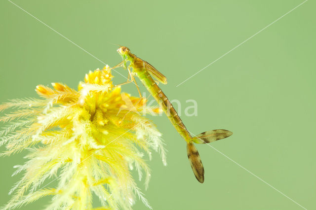 Tengere pantserjuffer (Lestes virens)