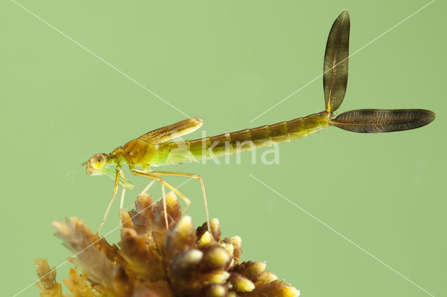 Tengere pantserjuffer (Lestes virens)