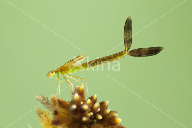 Tengere pantserjuffer (Lestes virens)