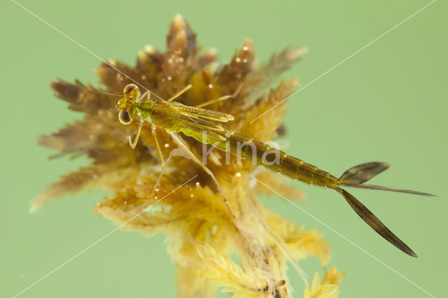 Tengere pantserjuffer (Lestes virens)