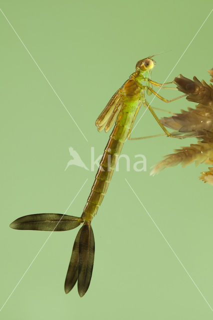 Tengere pantserjuffer (Lestes virens)