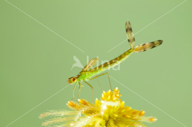 Tengere pantserjuffer (Lestes virens)