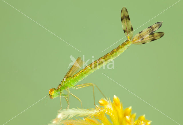 Tengere pantserjuffer (Lestes virens)