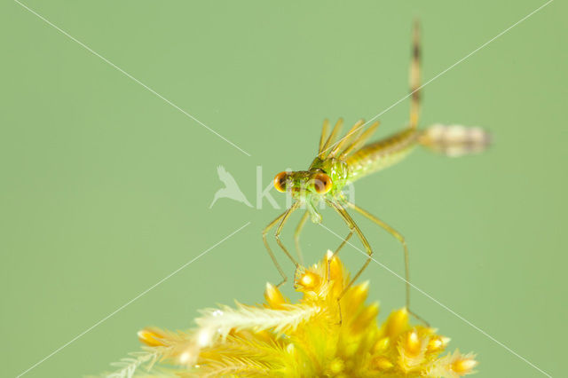 Tengere pantserjuffer (Lestes virens)