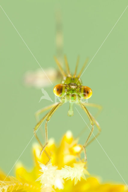 Small Emerald Damselfly (Lestes virens)