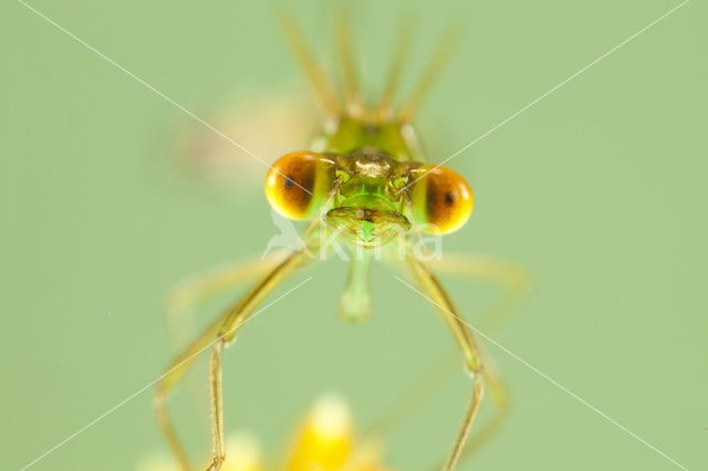 Small Emerald Damselfly (Lestes virens)