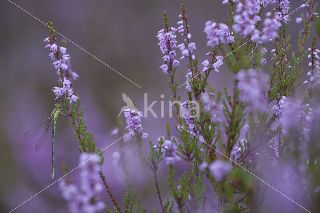 Tengere pantserjuffer (Lestes virens)