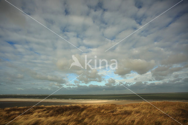 Texel