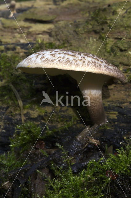 Lentinus tigrinus