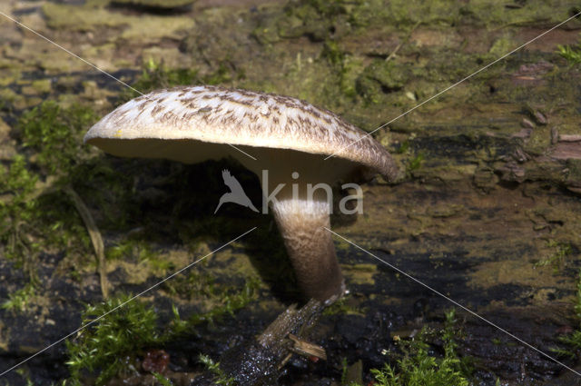 Lentinus tigrinus