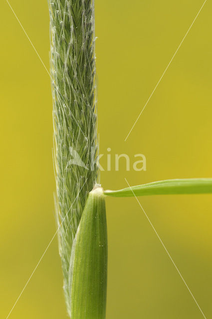 Cat’s-tail (Phleum pratense)