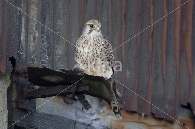 Torenvalk (Falco tinnunculus)