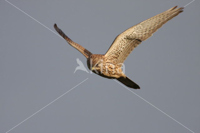 Common Kestrel (Falco tinnunculus)